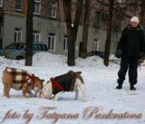 английский бульдог